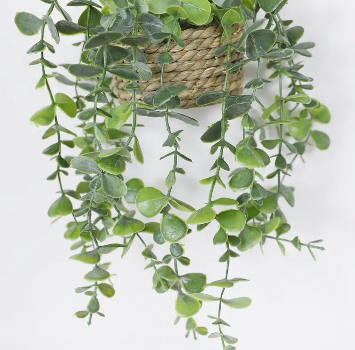 Eucalyptus hangplant, set van 2