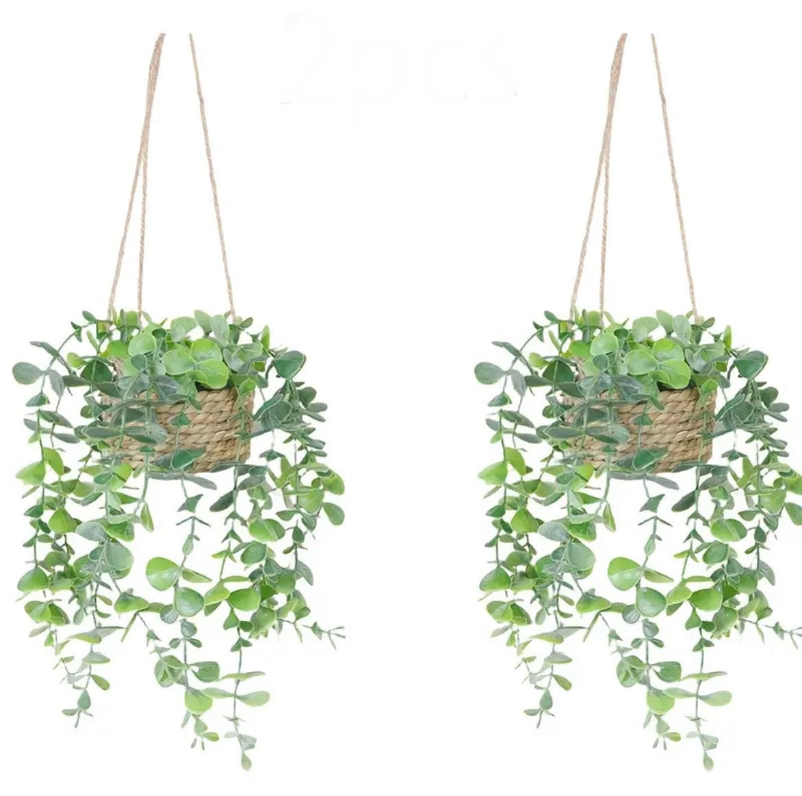 Eucalyptus hangplant, set van 2