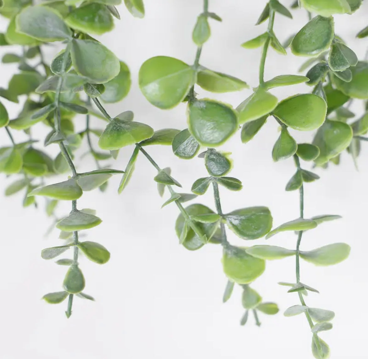 Eucalyptus hangplant, set van 2