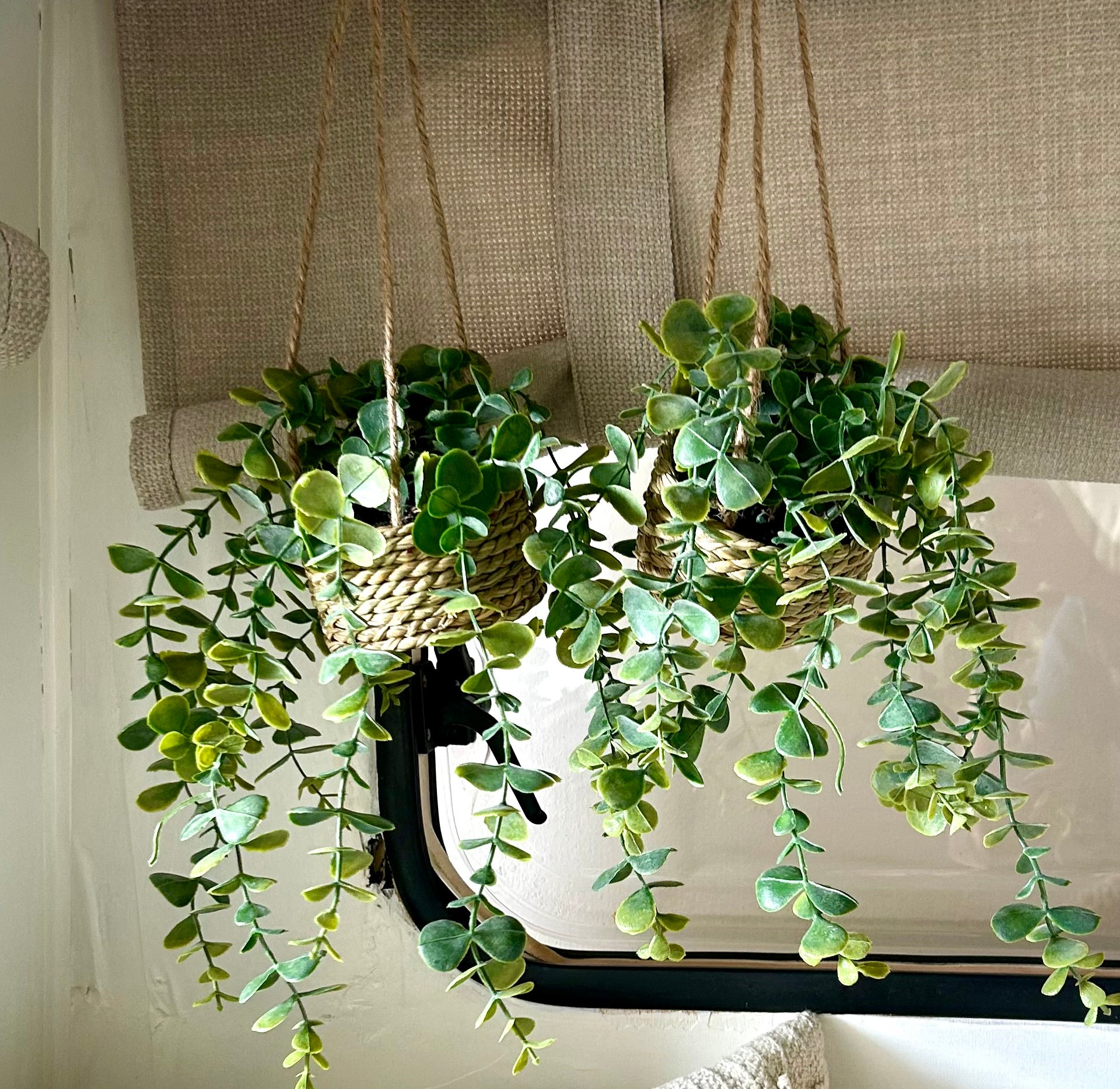 Eucalyptus hangplant, set van 2