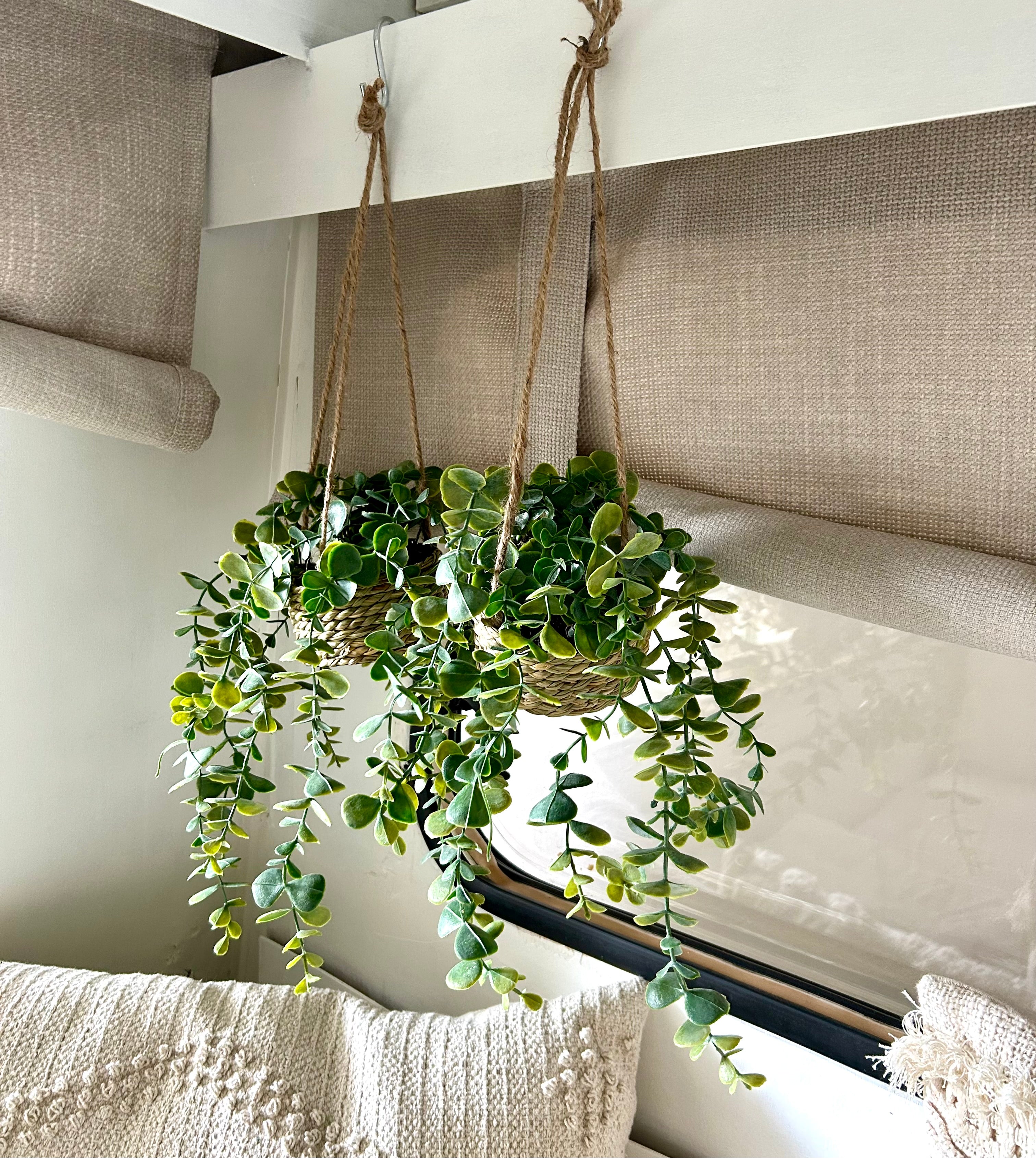 Eucalyptus hangplant, set van 2